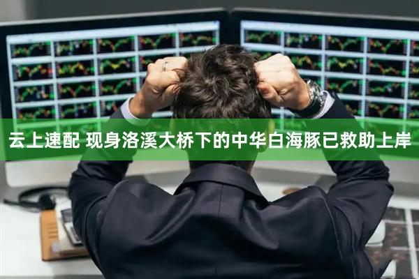 云上速配 现身洛溪大桥下的中华白海豚已救助上岸
